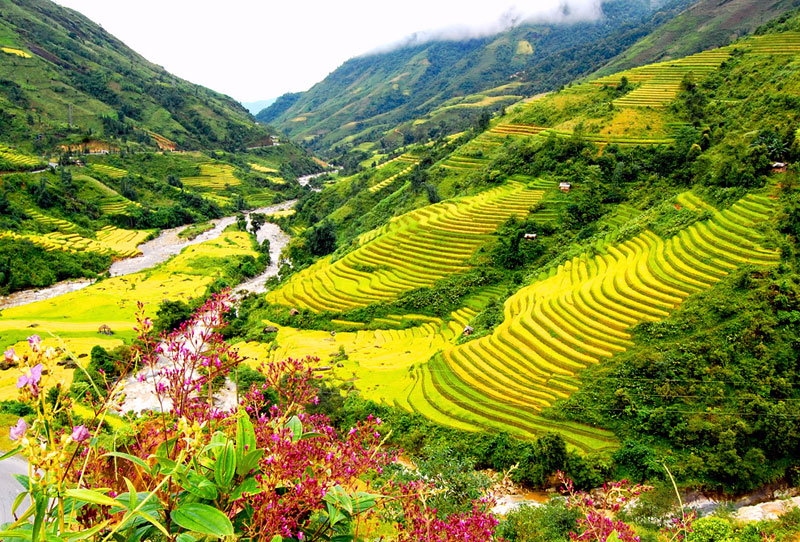 Sapa Rice Field